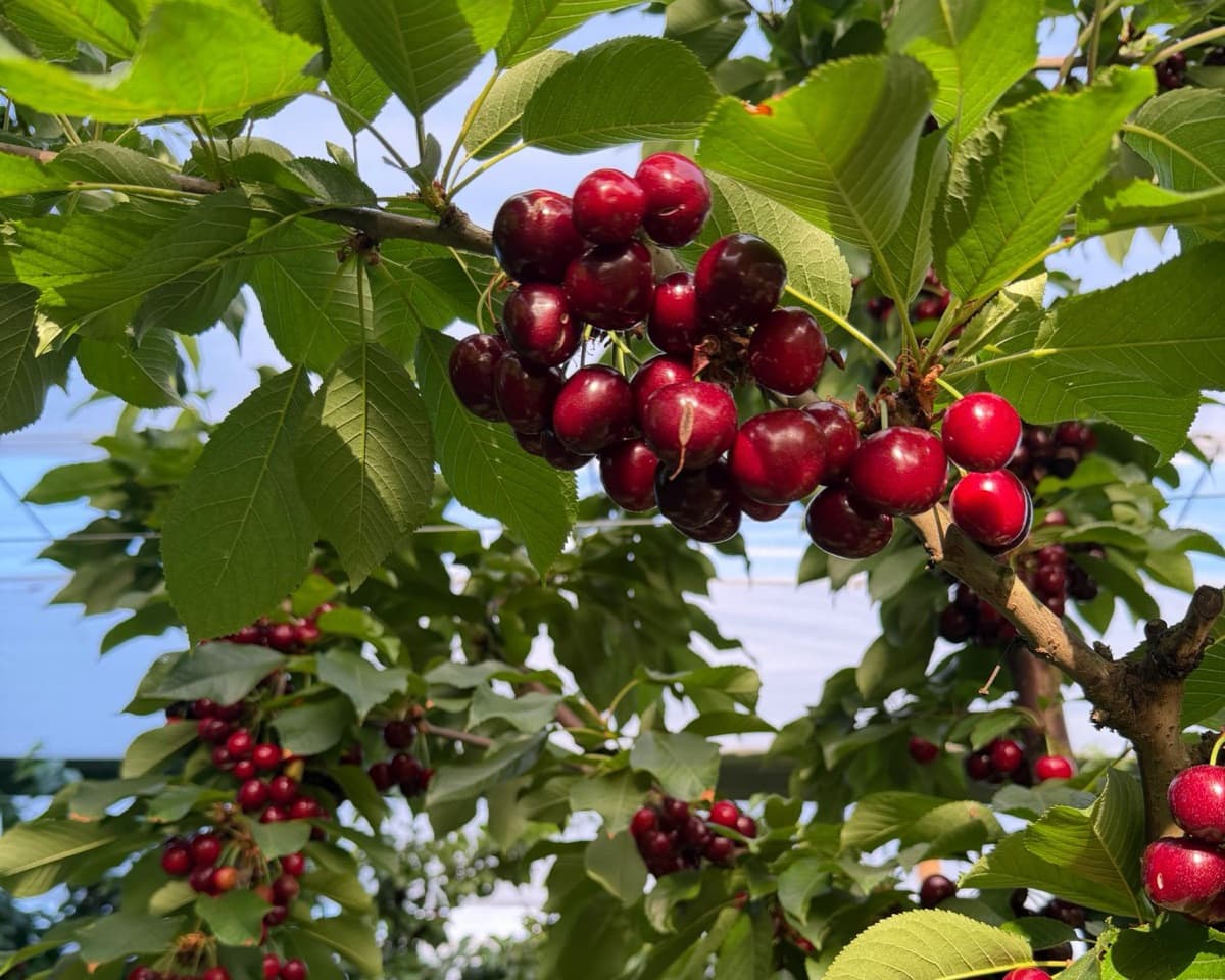 Racimos de cerezas maduras en el árbol antes de la cosecha