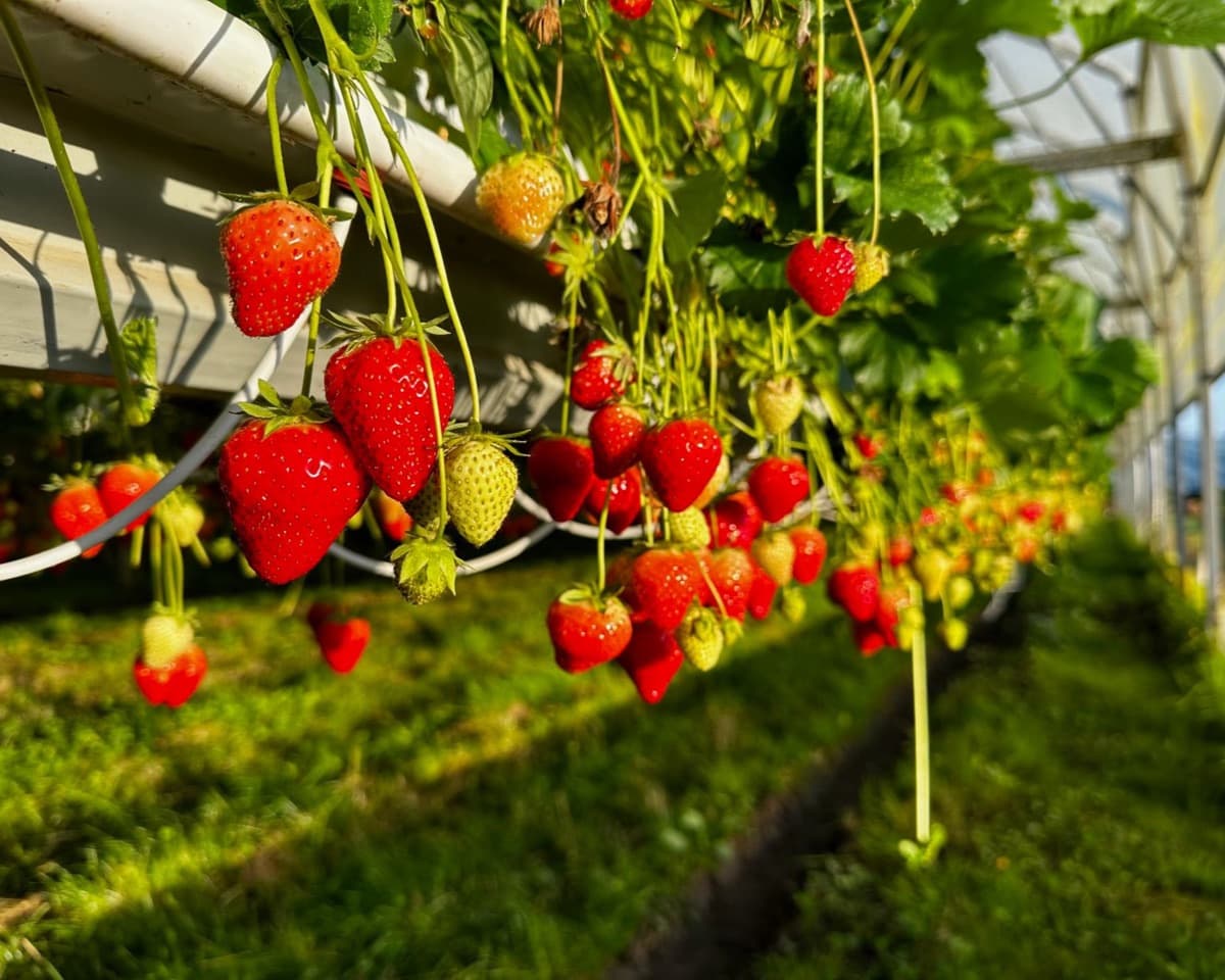 Reife Erdbeeren hängen an einer erhöhten Rinne im Folientunnel