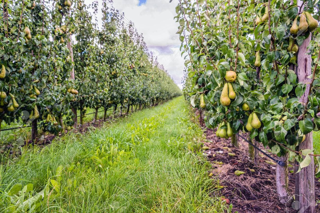 Poires – PommaFlow